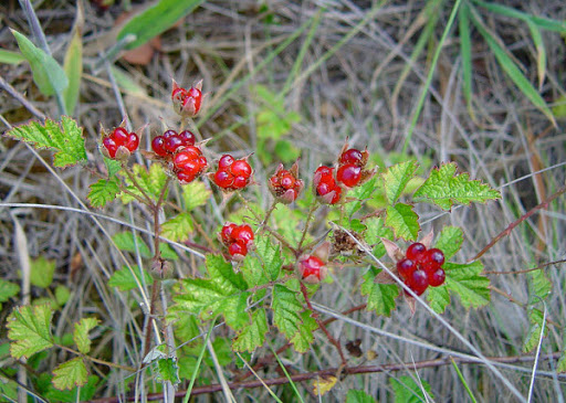 Cây Ngấy tía. Rubus parvifolius L. - Cây Thuốc Nam Quanh Ta